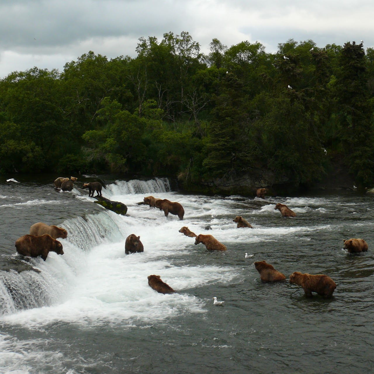 Lots and Lots of Brown Bears at Brooks Falls